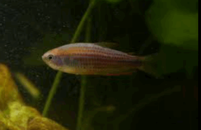 Inpaichthys parauapiranga - Scratched Inpa Tetra 1.5-2cm