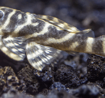L129 Hypancistrus debilittera - Colombian Zebra Pleco
