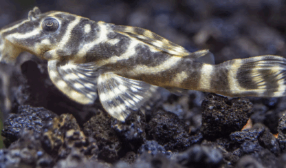 L129 Hypancistrus debilittera - Colombian Zebra Pleco