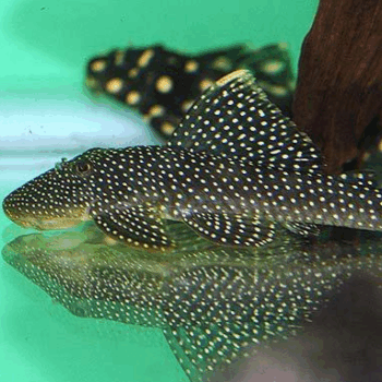 Pseudancristrus asurini L067 - Yellow Seam Pleco 6-8cm