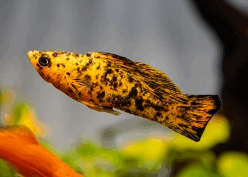 Poecilia sphenops- Orange Black Molly