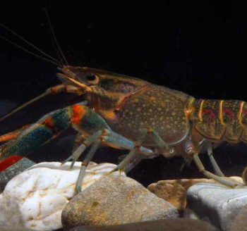 Cherax quadricarinatus  -Red Claw crayfish 7.5cm