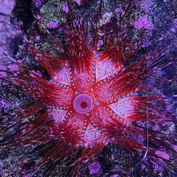 Astropyga radiata – Blue Spotted Sea Urchin - Ασπόνδυλα Θαλασσινού