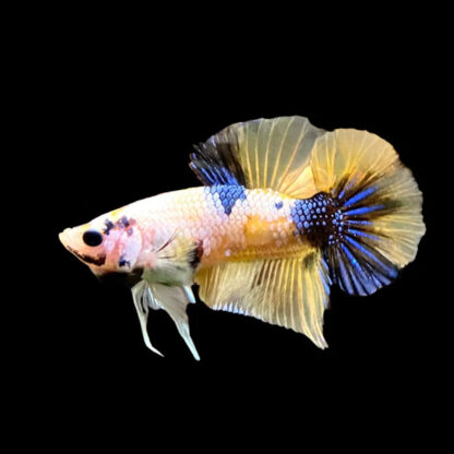 Betta splendens- Betta Plakat Yellowbase Multicolour 3.5-4cm