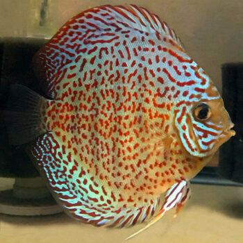 Symphysodon aequifasciatus- Red Turquoise Discus 4-5cm