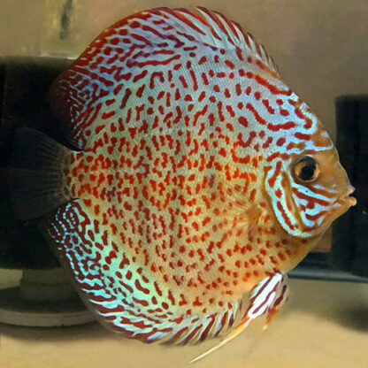 Symphysodon aequifasciatus- Red Turquoise Discus 4-5cm