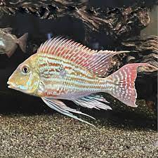 Geophagus sveni – Sveni Eartheater 12cm - Ψάρια Γλυκού