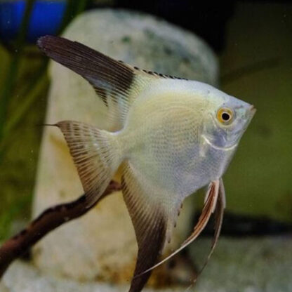 Pterophyllum scalare – Pearlscale Bulgarian Seal Point Angelfish Wide Dorsal 5cm - Ψάρια Γλυκού