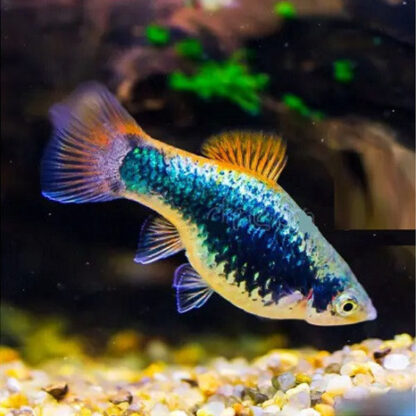 Xiphophorus maculatus – Blue Neon Platy 4cm - Ψάρια Γλυκού