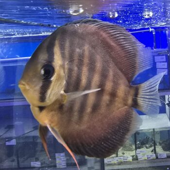 Symphysodon discus  - Red Discus 12cm
