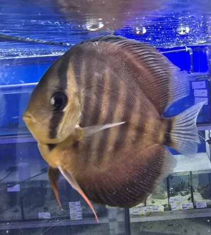 Symphysodon discus  - Red Discus 12cm