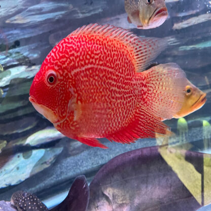 Heros severum – Red Severum 10-12cm - Ψάρια Γλυκού