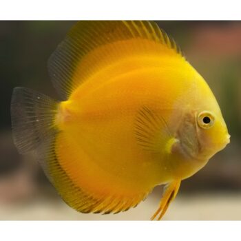 Symphysodon discus - Golden Sunrise Discus 7.5cm