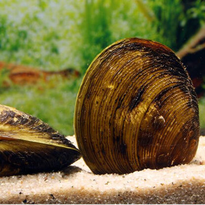 Batissa violacea-Golden Freshwater Clam 5-6 cm - Ασπόνδυλα Γλυκού