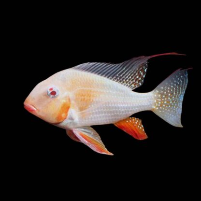 Acarichthys heckelii- Albino Threadfin Acara 9-10cm