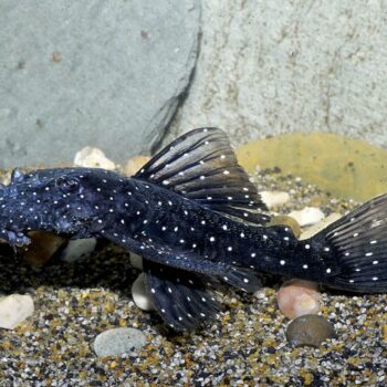 Ancistrus Sp L107- Brilliant Bristlenose Pleco 5-6cm