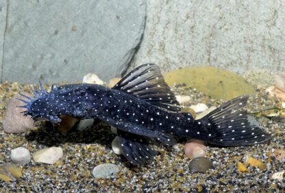 Ancistrus Sp L107- Brilliant Bristlenose Pleco 5-6cm