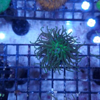 Euphyllia glabrescens N96