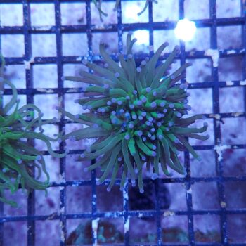 Euphyllia glabrescens N91