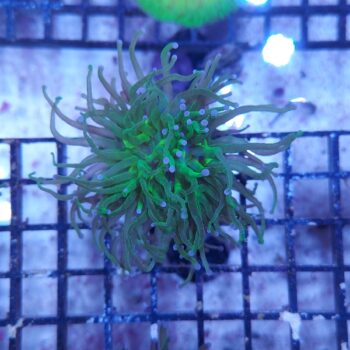 Euphyllia glabrescens N26