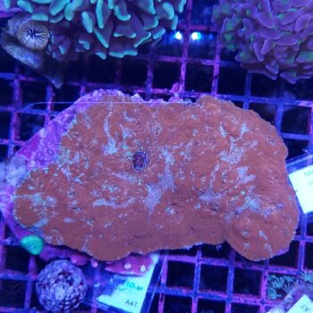 Echinophyllia A47 (41512)