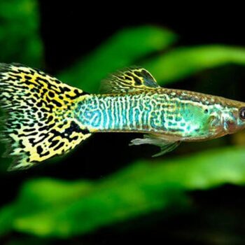 Poecilia reticulata-Green King Cobra Guppy Male 3.5-4 cm
