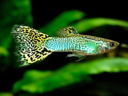 Poecilia reticulata-Green King Cobra Guppy Male 3.5-4 cm