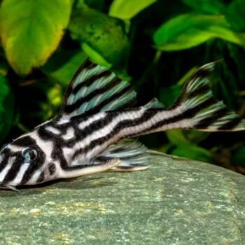 Hypancistrus zebra L046 - Zebra Pleco 4-5cm