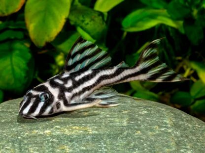 Hypancistrus zebra L046 - Zebra Pleco 4-5cm