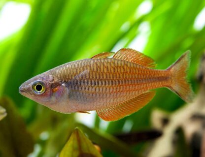 Melanotaenia parva- Lake Kurumoi Rainbowfish 3-4cm