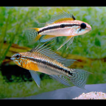 Apistogramma Bitaeniata- Twostriped dwarf cichlid 3-4cm