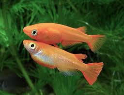 Oryzias latipes- Medaka Orange Ricefish