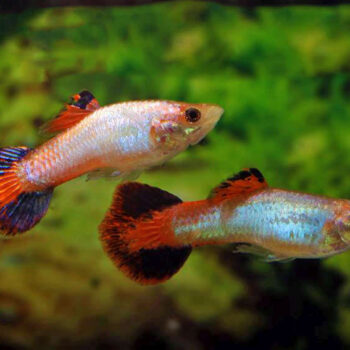 Poecilia reticulata- Coral Tail Guppy Male