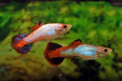 Poecilia reticulata- Coral Tail Guppy Male