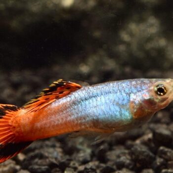 Poecilia reticulata- Coral Tail Guppy Female