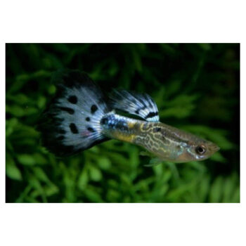 Poecillia reticulata - Guppy Blue Cobra 3-3.5 cm