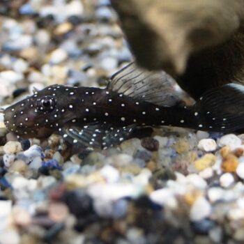 Ancistrus sp L181- Peppermint Pleco 4-5cm