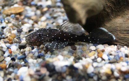 Ancistrus sp L181- Peppermint Pleco 4-5cm