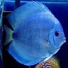 Symphysodon Discus - Blue Powdewr Discus 6-8 cm
