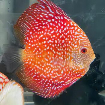 Symphysodon Discus- Red snakeskin Discus 6-8cm