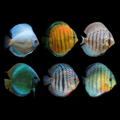 Symphysodon discus Assorted 4-6cm