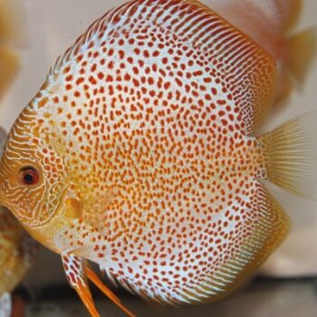 Symphysodon aequifasciatus- Discus Eruption 4-5cm