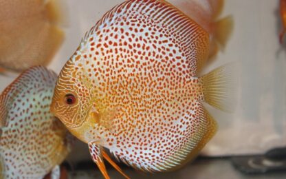 Symphysodon aequifasciatus- Discus Eruption 4-5cm
