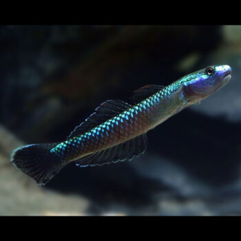 Stiphodon semoni- Blue Neon Goby