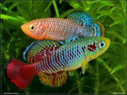 Nothobranchius guentheri- Guenther's Red Tail Killifish ( In Pair)