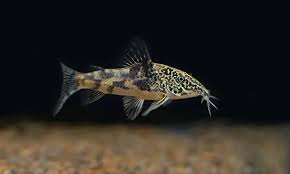 Scleromystax barbatus- Banded Corydoras Barbatus 2-3 cm