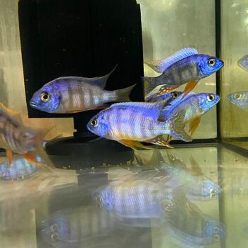 Aulonocara sp- Malawi Cichlids Mix 7-8cm