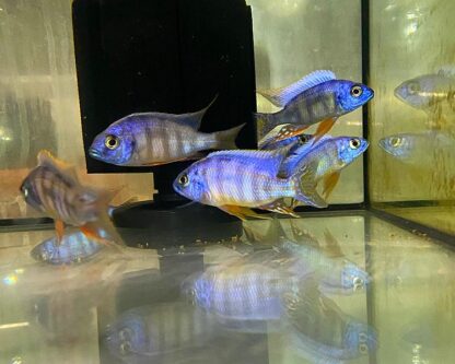 Aulonocara sp- Malawi Cichlids Mix 7-8cm