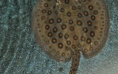 Potamotrygon motoro- Motoro Stingray 10-12cm