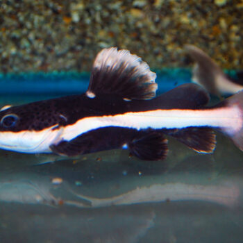 Phractocephalus hemiliopterus- Redtail Catfish 5-6cm